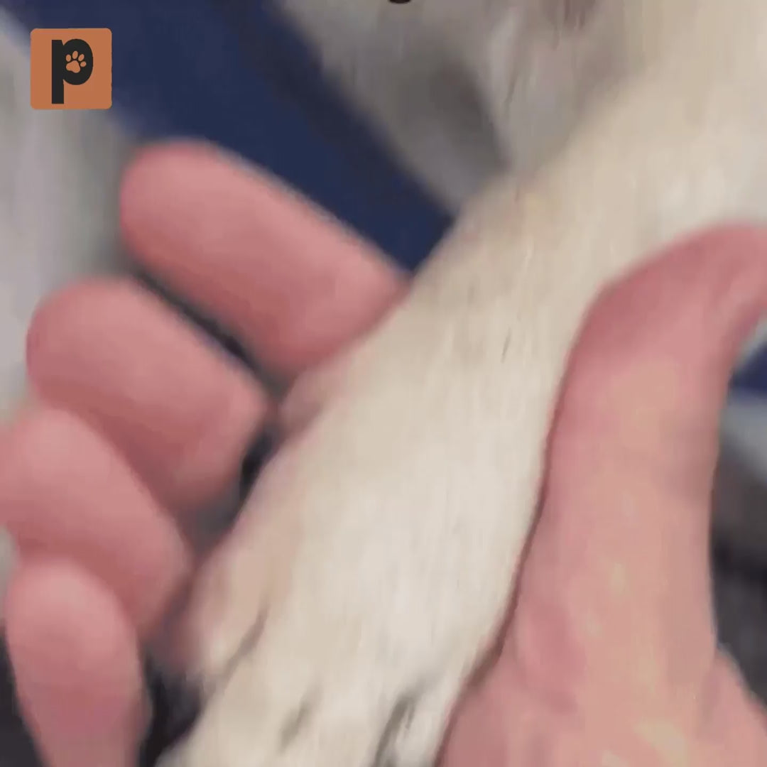 Vidéo